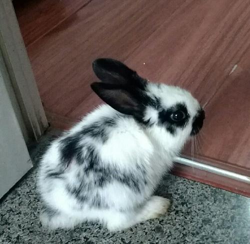 吱吱嘎吱嘎吱怎么组词