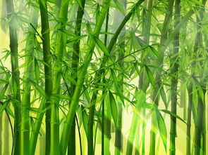 小度竹子的竹怎么组词