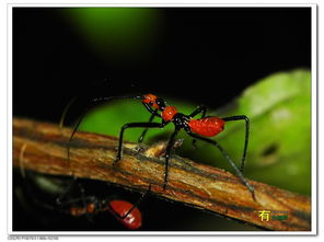 虫的组词有哪些 虫的组词有哪些