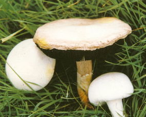 膜和菇怎么组词啊