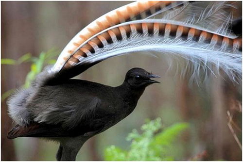 口加鸟哪个名怎么组词