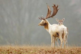 鹿的成语怎么组词