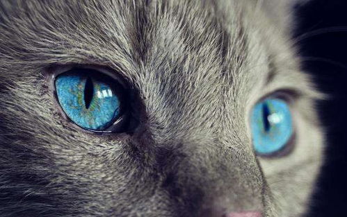 怎么组词猫 怎么组词猫