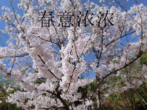 浓很浓的浓怎么组词