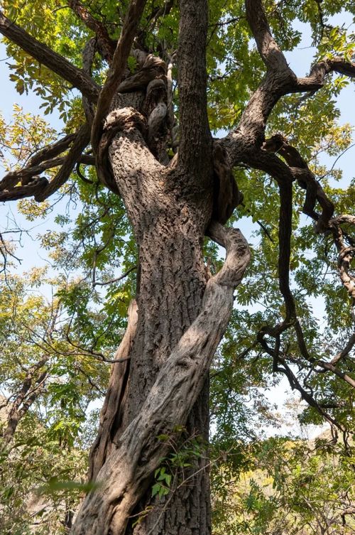 古藤的藤怎么组词