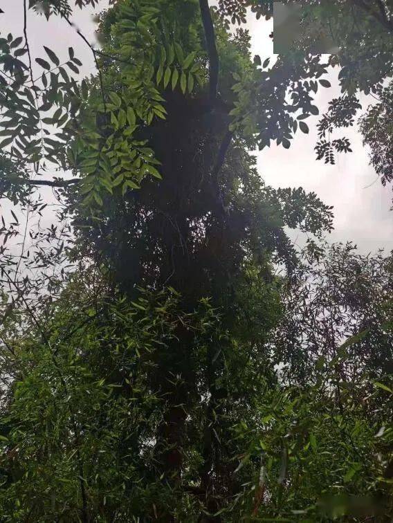 古藤的藤怎么组词