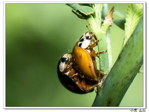 昆虫的昆组词怎么组词