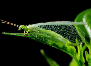 昆虫的昆组词怎么组词