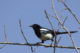 喜鹊的确还可以怎么组词