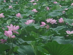 连叶的连怎么组词