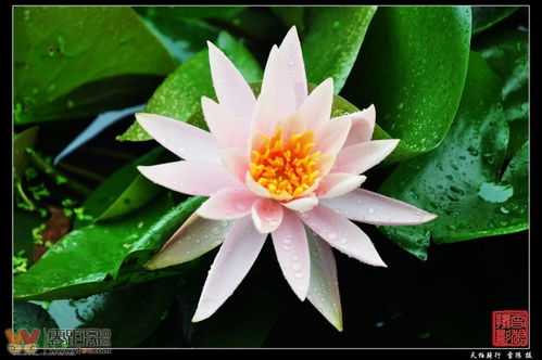 连叶的连怎么组词