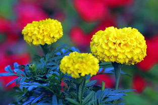 花朵的朵怎么组词