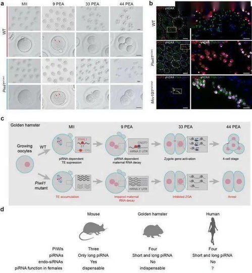 乳怎么动物组词