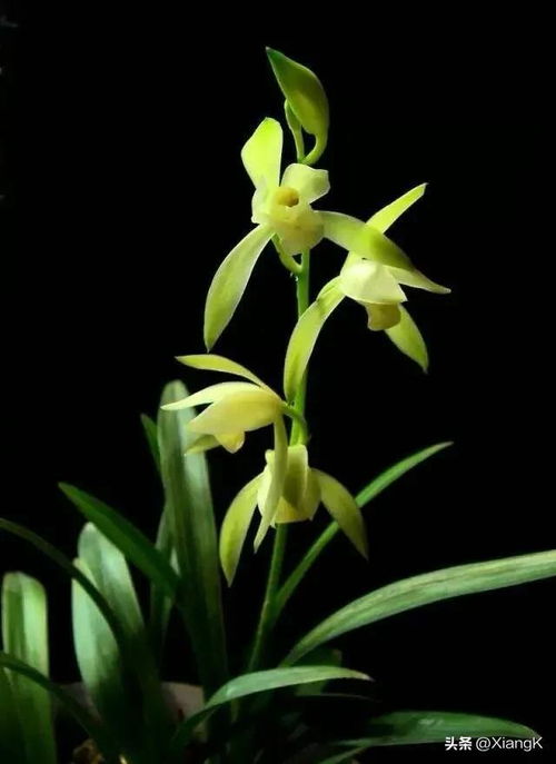 蕙质兰心的蕙怎么组词