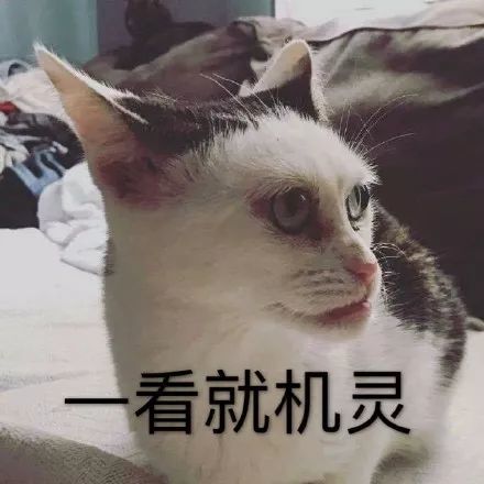 那个那个猫怎么组词