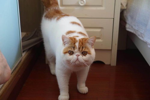 猫咪的可以怎么组词