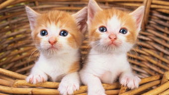 猫咪的可以怎么组词