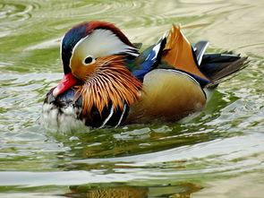鸳鸯的鸯怎么怎么组词语
