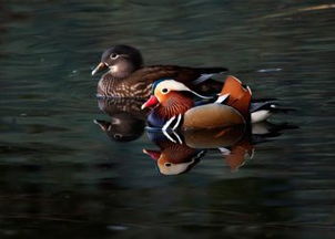 鸳鸯的鸯和鸯怎么组词