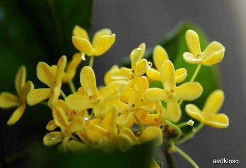 柜怎么组词桂花的