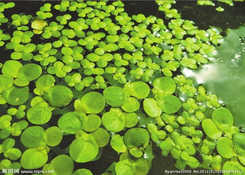 浮萍的浮怎么组词