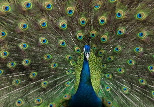 孔雀的雀的怎么组词