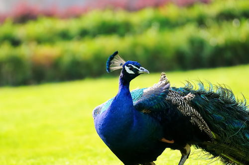 孔雀的雀的怎么组词