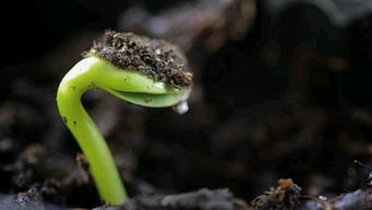 茁壮的的茁怎么组词