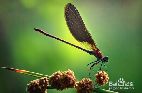 小度蜻蜓怎么组词