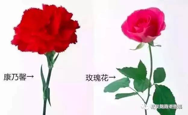 康乃馨的奶可以怎么组词