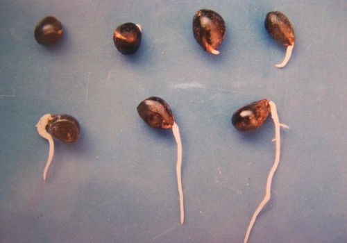 种子字怎么组词