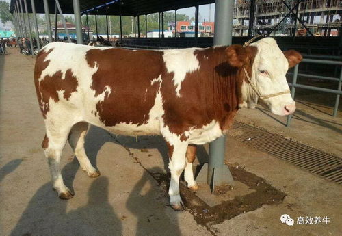 牛犊的犊能怎么组词 牛犊的犊能怎么组词