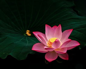 贺卡的荷可以怎么组词