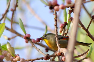 有鸟儿的图片怎么组词