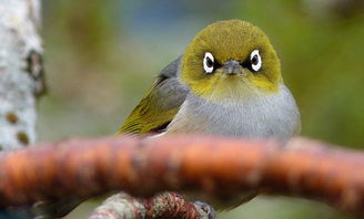 有鸟儿的图片怎么组词