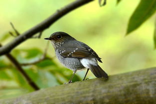 有鸟儿的图片怎么组词
