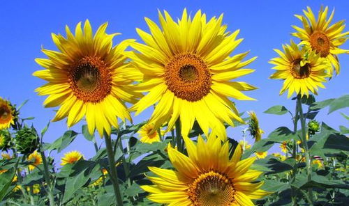 葵花怎么组词 葵花怎么组词