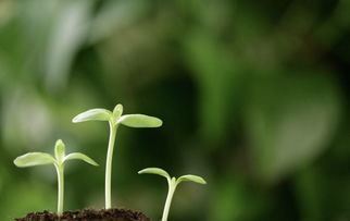 茁和移怎么组词