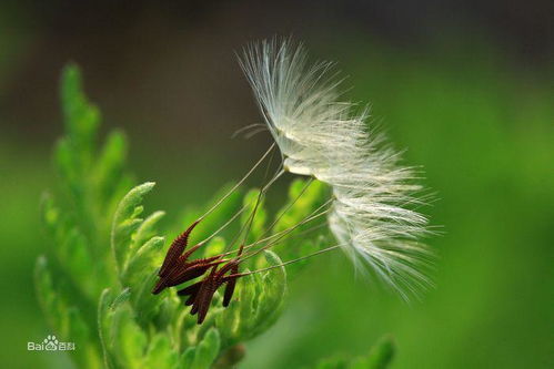 蒲公英怎么组词