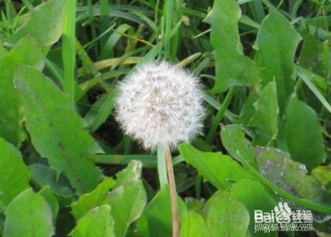 蒲公英怎么组词