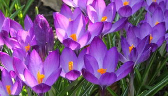 鲜花的鲜怎么组词