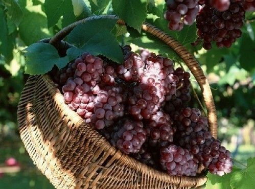 风俗葡萄怎么组词