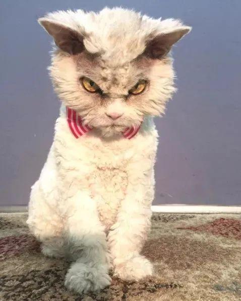 抹布的猫怎么组词 抹布的猫怎么组词