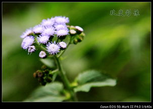 植物要怎么组词呀