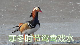 小度鸣叫的鸣怎么组词