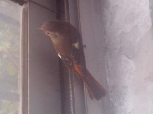 有鸟儿的图片怎么组词啊