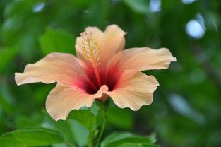 喜欢花怎么组词呀