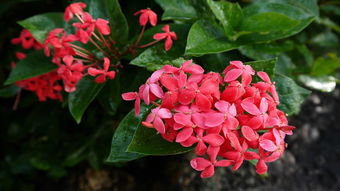 喜欢花怎么组词呀