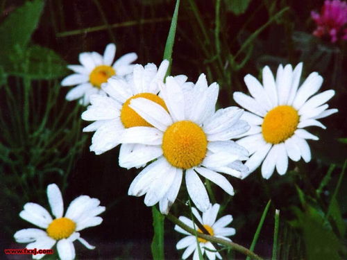 球菊怎么组词 球菊怎么组词