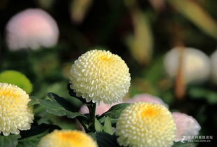 球菊怎么组词 球菊怎么组词